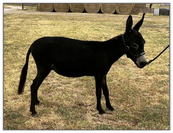 Lot 10 - Shortview's Pitch, miniature donkey jack selling on August 6th, 2022, at the North American Select Miniature Donkey Sale.