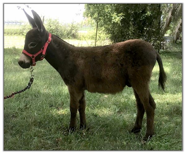 Lot 13 - Kotas Lonnie, Brown Miniature Donkey Gelding offered for your consideration on August 6th, 2022, at the North American Select Miniature Donkey Sale.