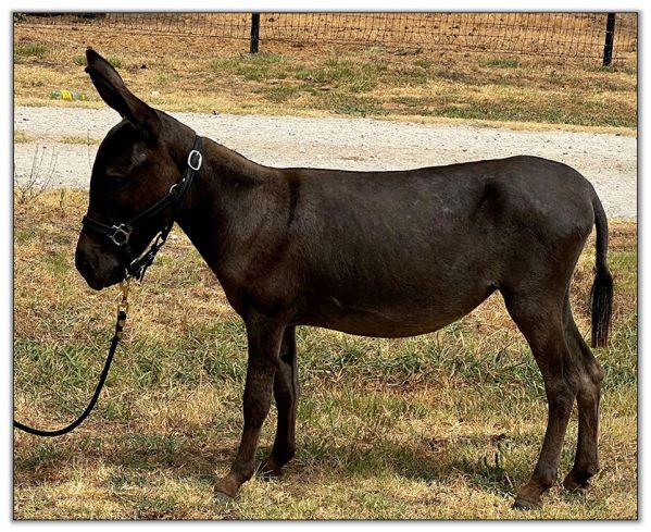 Lot 14 - My Lil Mini Margarita, miniature donkey jennet selling on August 6th, 2022, at the Great American Select Miniature Donkey Sale.