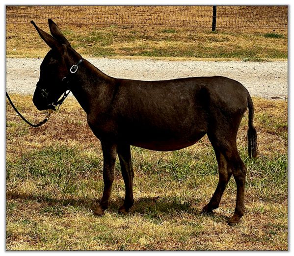 Lot 14 - My Lil Mini Margarita, miniature donkey jennet selling on August 6th, 2022, at the Great American Select Miniature Donkey Sale.