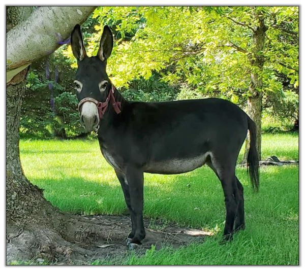 Lot 15 - Storyland's Claudette, black miniature donkey jennet selling on August 6th, 2022, at the North American Select Miniature Donkey Sale.