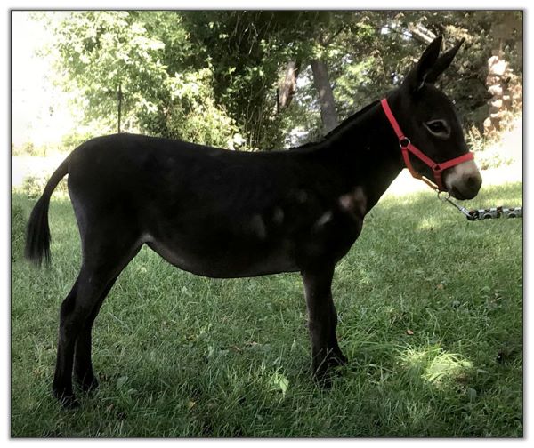 Lot 18 - LN Lil Beatrice,  black jennet selling on August 6th, 2022, at the North American Select Miniature Donkey Sale in Corwith, Iowa.