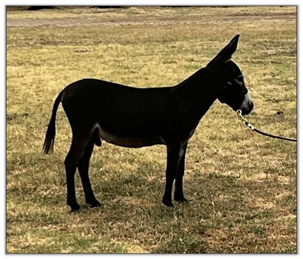 Lot 19 - Shortview's Nightfall, miniature donkey jack offered for sale on August 6th, 2022, at the North American Select Miniature Donkey Sale in Corwith, Iowa.