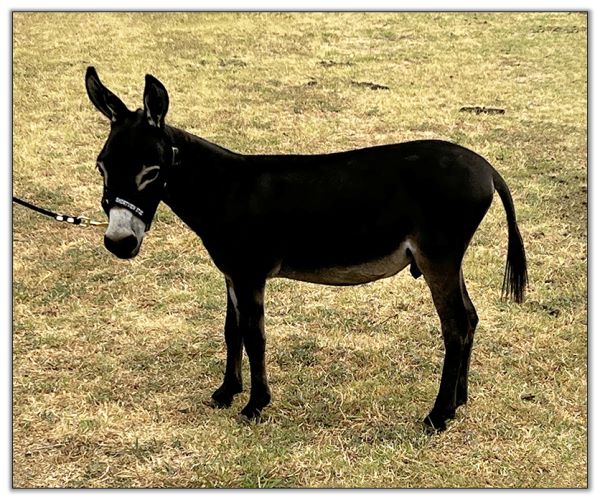 Lot 19 - Shortview's Knightfall, miniature donkey jack offered for sale on August 6th, 2022, at the North American Select Miniature Donkey Sale in Corwith, Iowa.