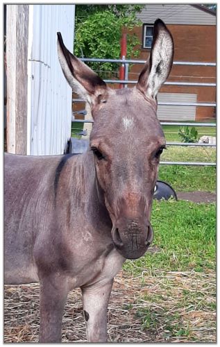 Lot 20 - SL's Paco, miniature donkey selling on August 6th, 2022, at the North American Select Miniature Donkey Sale in Corwith, Iowa.