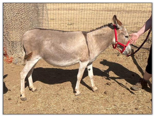 Lot 21 - Lit'l Rascals Crimson Rose and her 2022 Red-Roan Spot Jack Foal by her side selling on August 6th, 2022, at the North American Select Miniature Donkey Sale.