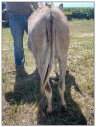 Lot 21 - Lit'l Rascals Crimson Rose and her 2022 Red-Roan Spot Jack Foal by her side selling on August 6th, 2022, at the North American Select Miniature Donkey Sale.