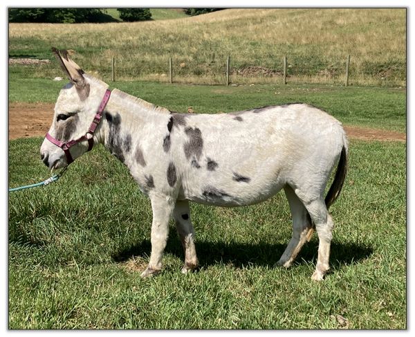 Lot 22 - Oakwood Farms Calia, spotted miniature donkey jennet selling on August 6th, 2022, at the North American Select Miniature Donkey Sale in Corwith, Iowa.