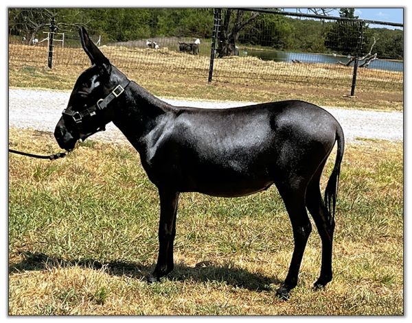 Lot 24A - Substitute - Shortview's Annya, black miniature donkey jennet offered for sale on August 6th, 2022, at the North American Select Miniature Donkey Sale in  Corwith, Iowa.