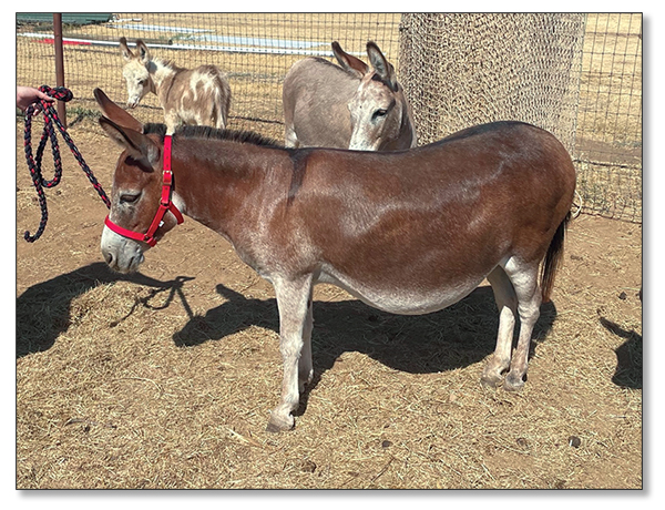Lot 25 - Heiken's Ark Rosalina F, dark red bred jennet selling on August 6th, 2022, at the North American Select Miniature Donkey Sale in Corwith, Iowa.