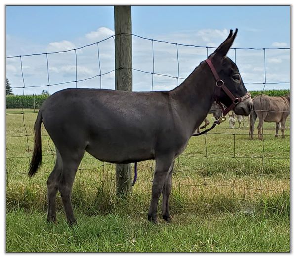 Lot 26 - Brown miniature donkey jennet selling on August 6th, 2022, at the North American Select Miniature Donkey Sale.