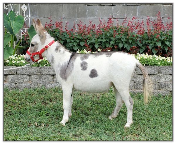 Lot 28 - Bainbridge's Cowgirl's Crystal, spotted miniature donkey jennet offered on August 6th, 2022, at the Great American Select Miniature Donkey Sale.
