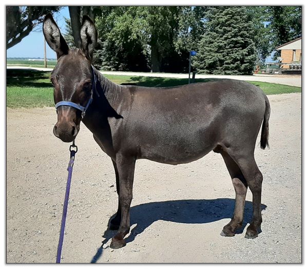 Lot 29 - SL's Smokey, brown miniature donkey jack selling on August 6th, 2022, at the North American Select Miniature Donkey Sale.
