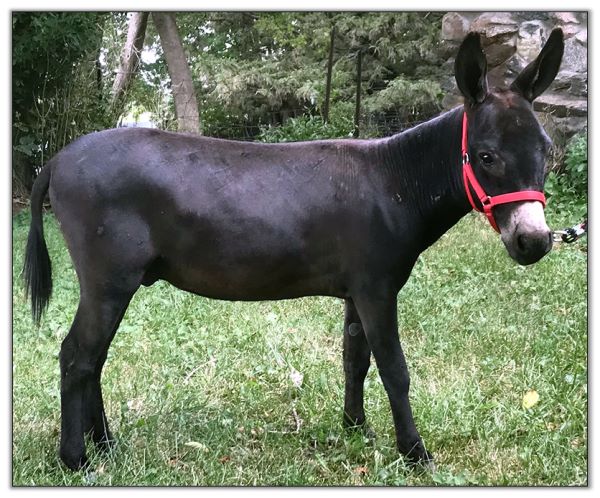 Lot 30  -  Kotas Ozcar BL, miniature donkey jack selling on August 6th, 2022, at the North American Select Miniature Donkey Sale.