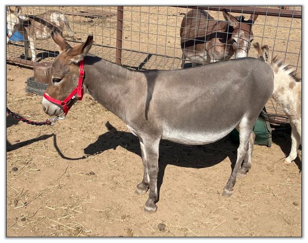 Lot 31 - N&D Lonestar Lorenna, miniature donkey jennet bred for 2023, offered for sale on August 6th, 2022, at the North American Select Miniature Donkey Sale in Corwith, Iowa.