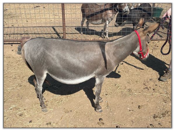 Lot 31 - N&D Lonestar Lorenna, miniature donkey jennet bred for 2023, offered for sale on August 6th, 2022, at the North American Select Miniature Donkey Sale in Corwith, Iowa.