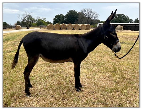 Lot 34 - Shortview's Lady Antebellum, miniature donkey jennet selling on August 6th, 2022, at the North American Select Miniature Donkey Sale in Corwith, Iowa.