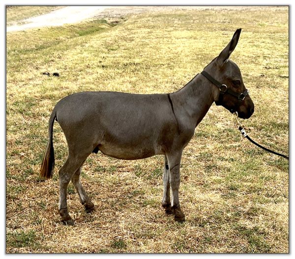 Lot 35 - Shortview's Solvang Windmill, miniature donkey jack selling on August 6th, 2022, at the North American Select Miniature Donkey Sale in Corwith, Iowa.