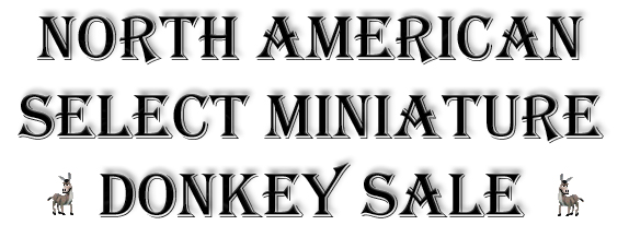 North American Select Miniature Donkey Sale