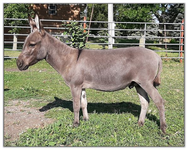 Lot 20 - SL's Paco, miniature donkey selling on August 6th, 2022, at the North American Select Miniature Donkey Sale in Corwith, Iowa. Lot 20 - SL's Paco, miniature donkey selling on August 6th, 2022, at the North American Select Miniature Donkey Sale in Corwith, Iowa.