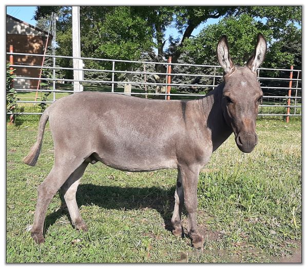 Lot 20 - SL's Paco, miniature donkey selling on August 6th, 2022, at the North American Select Miniature Donkey Sale in Corwith, Iowa. Lot 20 - SL's Paco, miniature donkey selling on August 6th, 2022, at the North American Select Miniature Donkey Sale in Corwith, Iowa.