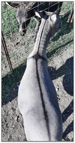 Lot 20 - SL's Paco, miniature donkey selling on August 6th, 2022, at the North American Select Miniature Donkey Sale in Corwith, Iowa. Lot 20 - SL's Paco, miniature donkey selling on August 6th, 2022, at the North American Select Miniature Donkey Sale in Corwith, Iowa.