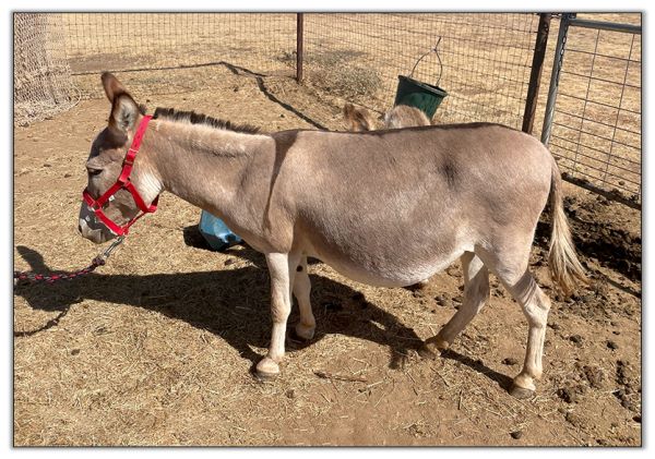 Lot 21 - Lit'l Rascals Crimson Rose and her 2022 Red-Roan Spot Jack Foal by her side selling on August 6th, 2022, at the North American Select Miniature Donkey Sale. Lot 21 - Lit'l Rascals Crimson Rose and her 2022 Red-Roan Spot Jack Foal by her side selling on August 6th, 2022, at the North American Select Miniature Donkey Sale.