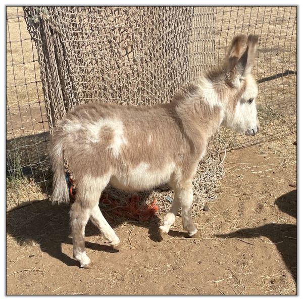Lot 21 - Lit'l Rascals Crimson Rose and her 2022 Red-Roan Spot Jack Foal by her side selling on August 6th, 2022, at the North American Select Miniature Donkey Sale. Lot 21 - Lit'l Rascals Crimson Rose and her 2022 Red-Roan Spot Jack Foal by her side selling on August 6th, 2022, at the North American Select Miniature Donkey Sale.