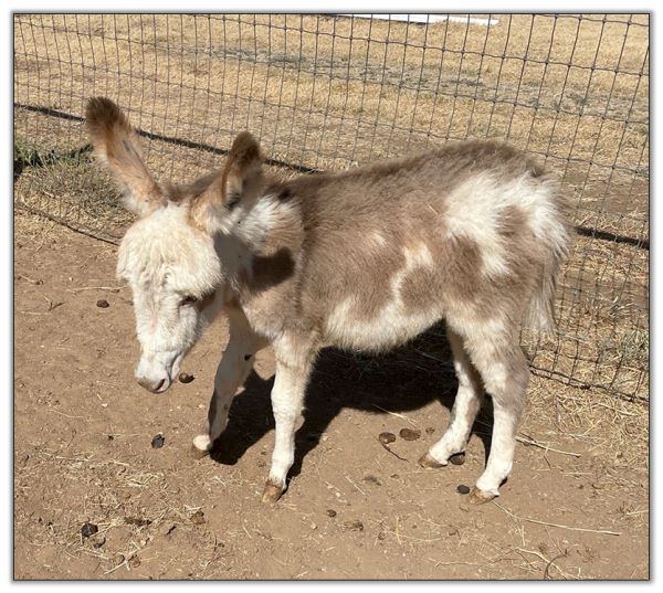 Lot 21 - Lit'l Rascals Crimson Rose and her 2022 Red-Roan Spot Jack Foal by her side selling on August 6th, 2022, at the North American Select Miniature Donkey Sale. Lot 21 - Lit'l Rascals Crimson Rose and her 2022 Red-Roan Spot Jack Foal by her side selling on August 6th, 2022, at the North American Select Miniature Donkey Sale.