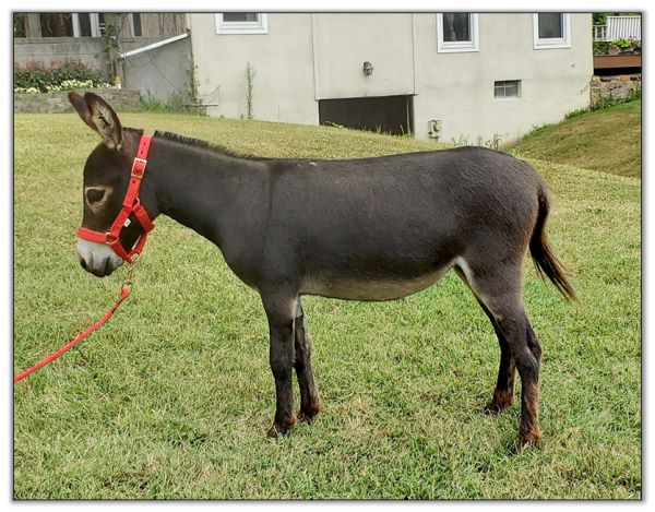 Lot 23 - Bainbridge's Smellie Nellie, miniature donkey jennet selling on August 6th, 2022, at the North American Select Miniature Donkey Sale in Corwith, Iowa. Lot 23 - Bainbridge's Smellie Nellie, miniature donkey jennet selling on August 6th, 2022, at the North American Select Miniature Donkey Sale in Corwith, Iowa.