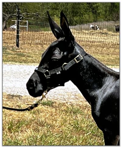 Lot 24A - Substitute - Shortview's Annya, black miniature donkey jennet offered for sale on August 6th, 2022, at the North American Select Miniature Donkey Sale in Corwith, Iowa. Lot 24A - Substitute - Shortview's Annya, black miniature donkey jennet offered for sale on August 6th, 2022, at the North American Select Miniature Donkey Sale in Corwith, Iowa.