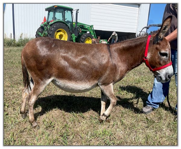 Lot 25 - Heiken's Ark Rosalina F, dark red bred jennet selling on August 6th, 2022, at the North American Select Miniature Donkey Sale in Corwith, Iowa. Lot 25 - Heiken's Ark Rosalina F, dark red bred jennet selling on August 6th, 2022, at the North American Select Miniature Donkey Sale in Corwith, Iowa.