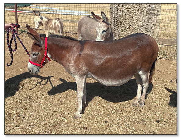 Lot 25 - Heiken's Ark Rosalina F, dark red bred jennet selling on August 6th, 2022, at the North American Select Miniature Donkey Sale in Corwith, Iowa. Lot 25 - Heiken's Ark Rosalina F, dark red bred jennet selling on August 6th, 2022, at the North American Select Miniature Donkey Sale in Corwith, Iowa.