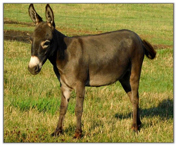 Lot 26 - Brown miniature donkey jennet selling on August 6th, 2022, at the North American Select Miniature Donkey Sale. Lot 26 - Brown miniature donkey jennet selling on August 6th, 2022, at the North American Select Miniature Donkey Sale.