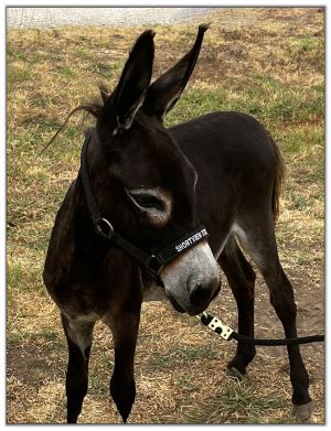 Lot 27 - Shortview's Giaccaloni, black miniature donkey jack offered for your consideration on August 6th, 2022, at the North American Select Miniature Donkey Sale. Lot 27 - Shortview's Giaccaloni, black miniature donkey jack offered for your consideration on August 6th, 2022, at the North American Select Miniature Donkey Sale.
