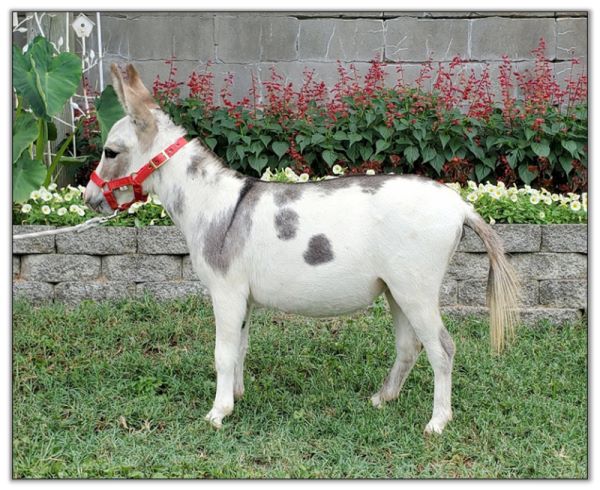 Lot 28 - Bainbridge's Cowgirl's Crystal, spotted miniature donkey jennet offered on August 6th, 2022, at the Great American Select Miniature Donkey Sale. Lot 28 - Bainbridge's Cowgirl's Crystal, spotted miniature donkey jennet offered on August 6th, 2022, at the Great American Select Miniature Donkey Sale.