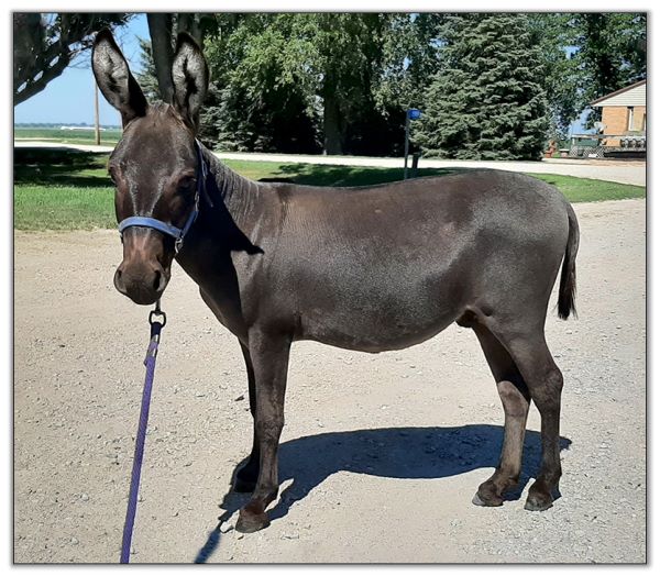 Lot 29 - SL's Smokey, brown miniature donkey jack selling on August 6th, 2022, at the North American Select Miniature Donkey Sale. Lot 29 - SL's Smokey, brown miniature donkey jack selling on August 6th, 2022, at the North American Select Miniature Donkey Sale.