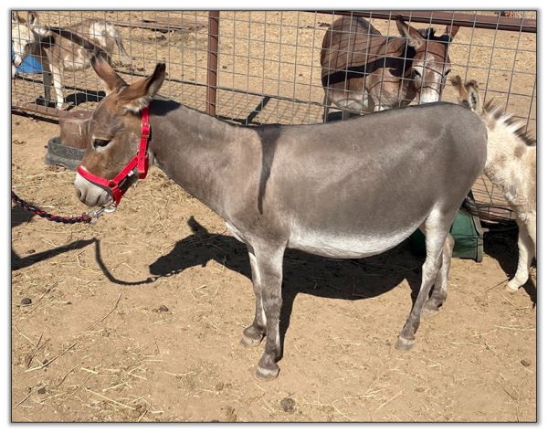 Lot 31 - N&D Lonestar Lorenna, miniature donkey jennet bred for 2023, offered for sale on August 6th, 2022, at the North American Select Miniature Donkey Sale in Corwith, Iowa. Lot 31 - N&D Lonestar Lorenna, miniature donkey jennet bred for 2023, offered for sale on August 6th, 2022, at the North American Select Miniature Donkey Sale in Corwith, Iowa.