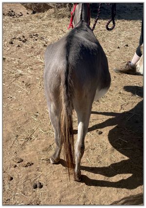 Lot 31 - N&D Lonestar Lorenna, miniature donkey jennet bred for 2023, offered for sale on August 6th, 2022, at the North American Select Miniature Donkey Sale in Corwith, Iowa. Lot 31 - N&D Lonestar Lorenna, miniature donkey jennet bred for 2023, offered for sale on August 6th, 2022, at the North American Select Miniature Donkey Sale in Corwith, Iowa.