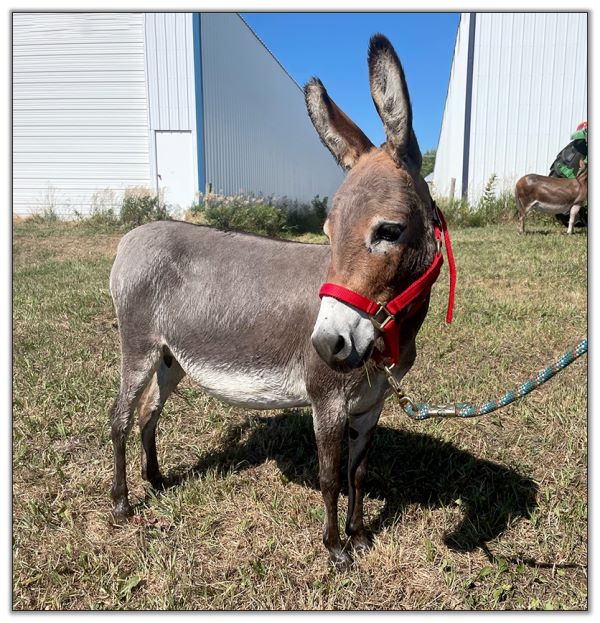 Lot 31 - N&D Lonestar Lorenna, miniature donkey jennet bred for 2023, offered for sale on August 6th, 2022, at the North American Select Miniature Donkey Sale in Corwith, Iowa. Lot 31 - N&D Lonestar Lorenna, miniature donkey jennet bred for 2023, offered for sale on August 6th, 2022, at the North American Select Miniature Donkey Sale in Corwith, Iowa.