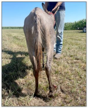 Lot 31 - N&D Lonestar Lorenna, miniature donkey jennet bred for 2023, offered for sale on August 6th, 2022, at the North American Select Miniature Donkey Sale in Corwith, Iowa. Lot 31 - N&D Lonestar Lorenna, miniature donkey jennet bred for 2023, offered for sale on August 6th, 2022, at the North American Select Miniature Donkey Sale in Corwith, Iowa.