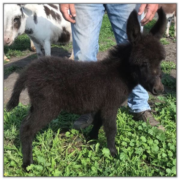 Lot 32 - LN Ruby's Dark Gem, black miniature donkey jennet selling on August 5th, 2022, at the North American Select Miniature Donkey Sale. Lot 32 - LN Ruby's Dark Gem, black miniature donkey jennet selling on August 5th, 2022, at the North American Select Miniature Donkey Sale.