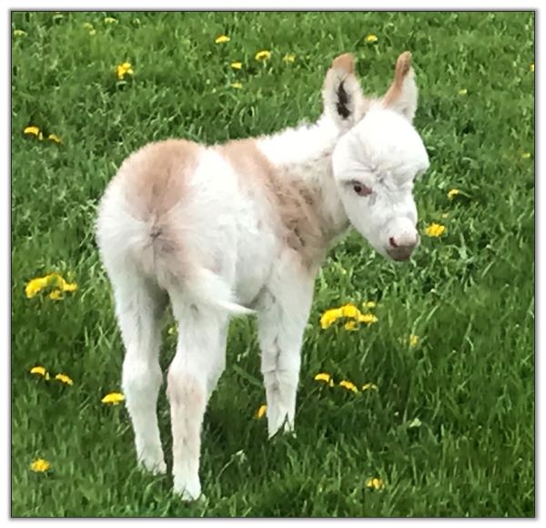 Lot 33 - LN Roan Cadet, Red-Roan/White Spotted Jack selling on August 6th, 2022, at the North American Select Miniature Donkey Sale in Corwith, Iowa. Lot 33 - LN Roan Cadet, Red-Roan/White Spotted Jack selling on August 6th, 2022, at the North American Select Miniature Donkey Sale in Corwith, Iowa.