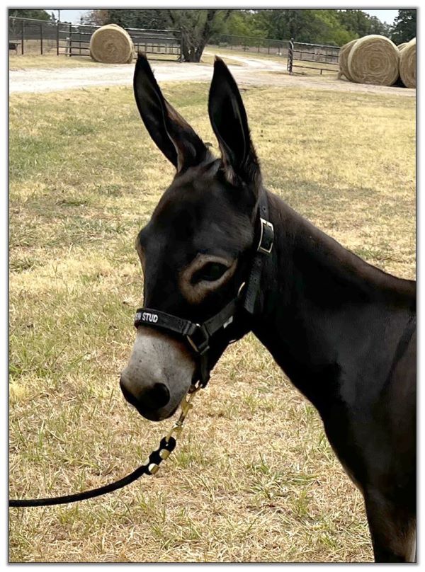 Lot 34 - Shortview's Lady Antebellum, miniature donkey jennet selling on August 6th, 2022, at the North American Select Miniature Donkey Sale in Corwith, Iowa. Lot 34 - Shortview's Lady Antebellum, miniature donkey jennet selling on August 6th, 2022, at the North American Select Miniature Donkey Sale in Corwith, Iowa.