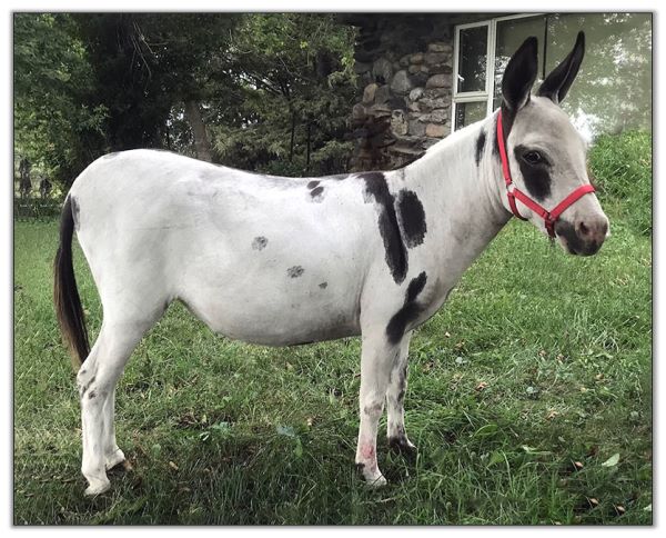 Lot 36 - LN Liliana, spotted miniature donkey jennet offered for sale on August 6th, 2022, at the North American Select Miniature Donkey Sale. Lot 36 - LN Liliana, spotted miniature donkey jennet offered for sale on August 6th, 2022, at the North American Select Miniature Donkey Sale.