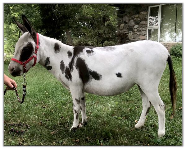 Lot 36 - LN Liliana, spotted miniature donkey jennet offered for sale on August 6th, 2022, at the North American Select Miniature Donkey Sale. Lot 36 - LN Liliana, spotted miniature donkey jennet offered for sale on August 6th, 2022, at the North American Select Miniature Donkey Sale.